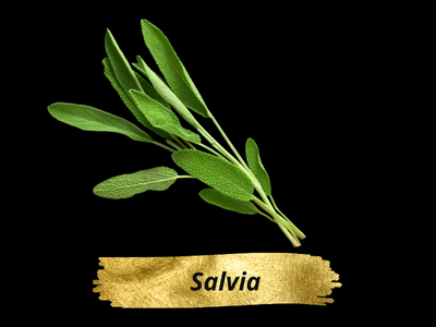 Salvia