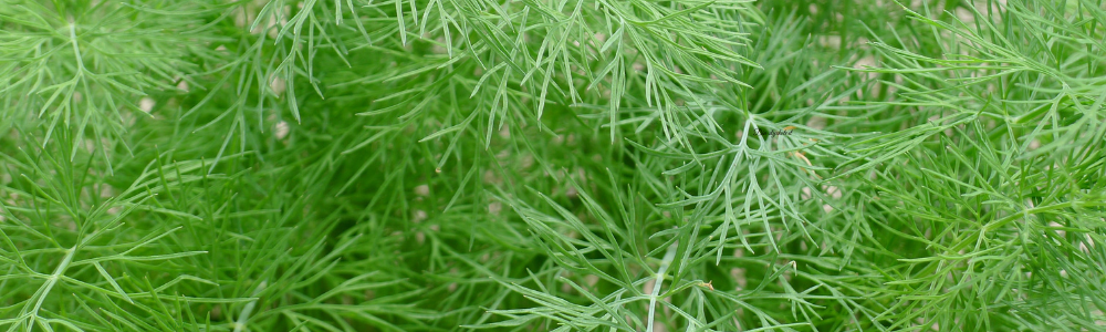 Dill