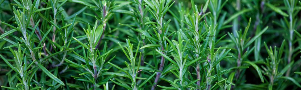 Rosmarin