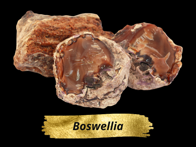 Boswellia